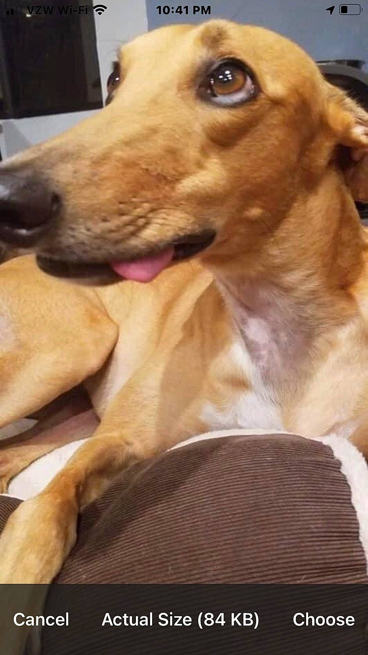 Cupcake is registered to the contest to win money with this photo: canidae, carnivore, collar, companion_dog, dog, dog_breed, dog_collar, dog_supply, ear, fur, hunting_dog, liver, paw, pet_supply, smile, whiskers, working_animal