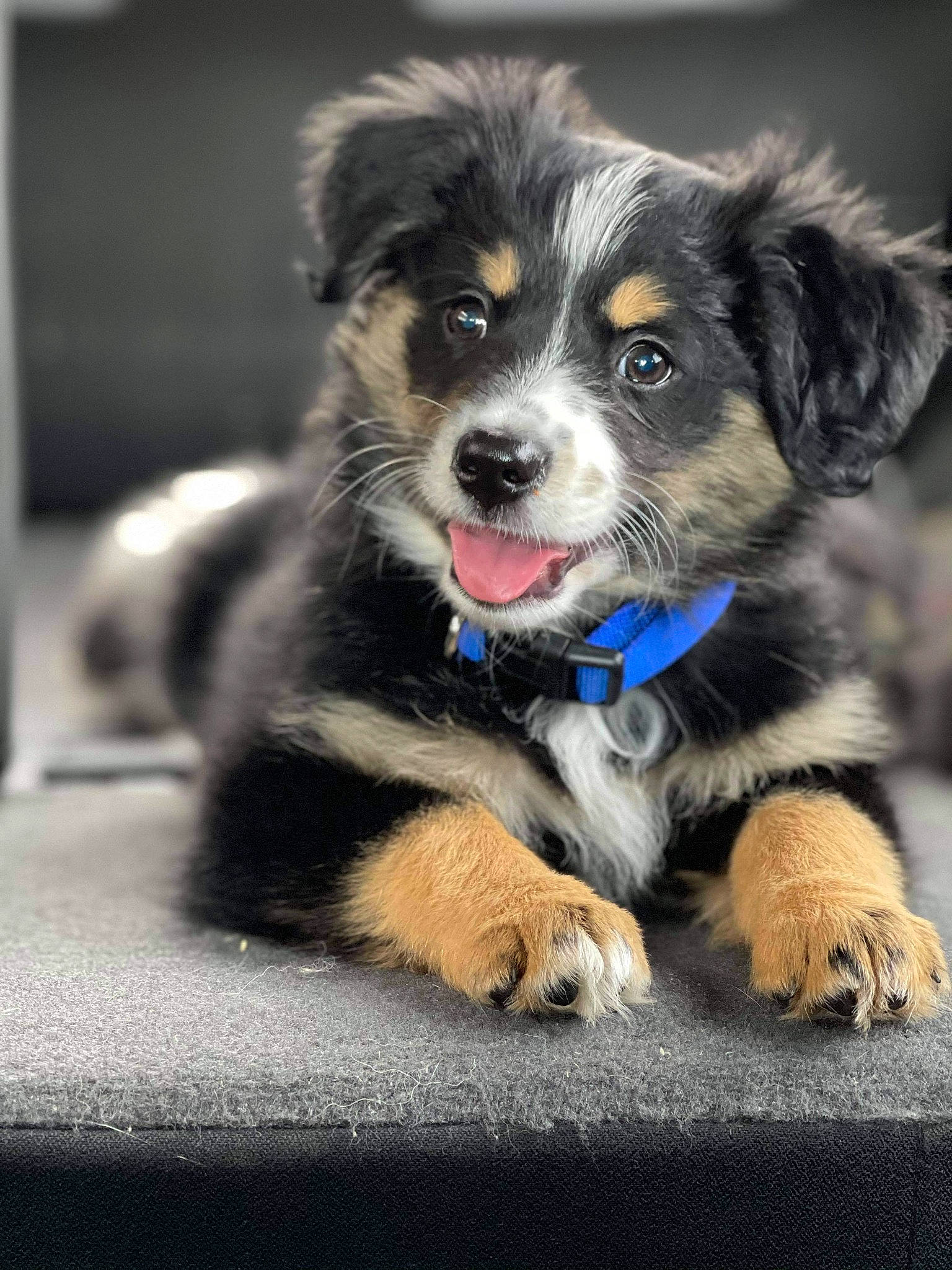 Charli is registered to the contest to win money with this photo: ball, border_collie, canidae, carnivore, companion_dog, dog, dog_breed, electric_blue, fur, herding_dog, puppy, snout, sporting_group, terrestrial_animal, whiskers, working_animal, working_dog