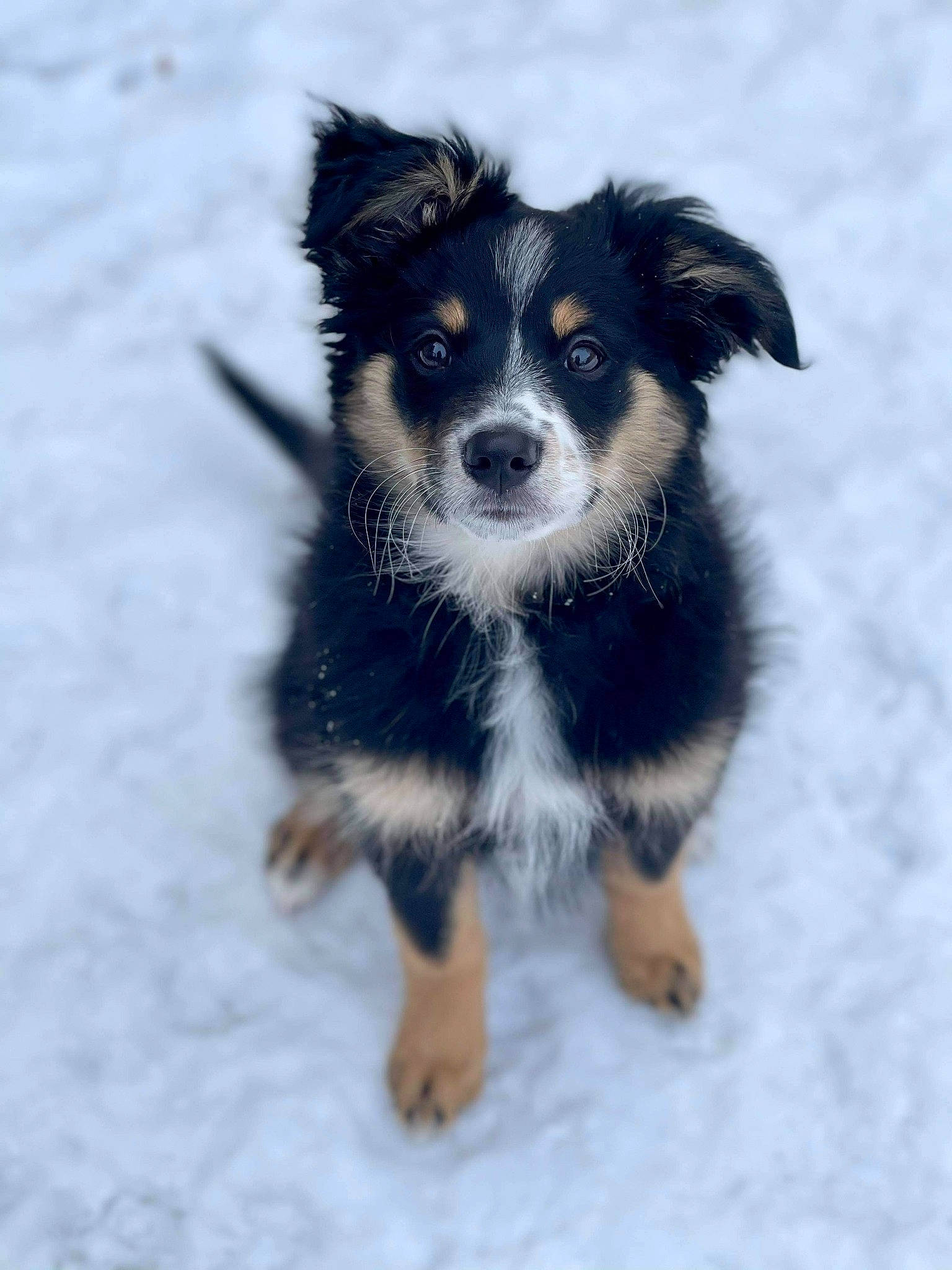Charli is registered to the contest to win money with this photo: canidae, carnivore, companion_dog, dog, dog_breed, electric_blue, fur, herding_dog, paw, puppy, snout, snow, sporting_group, toy_dog, whiskers, winter, working_dog