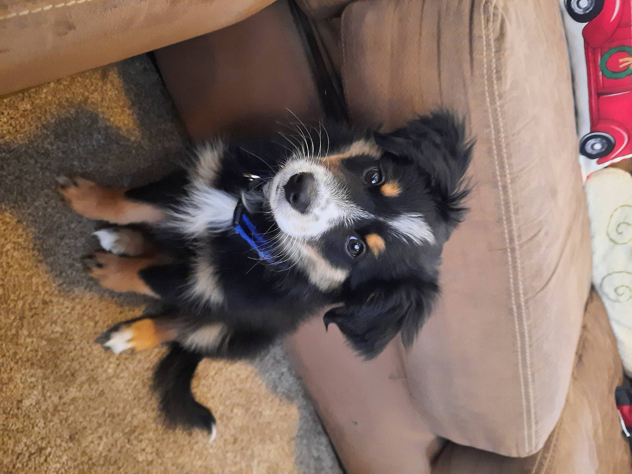 Charli is registered to the contest to win money with this photo: canidae, carmine, carnivore, companion_dog, dog, dog_breed, dog_supply, fur, hardwood, herding_dog, non_sporting_group, puppy, sporting_group, toy_dog, whiskers, working_animal, working_dog