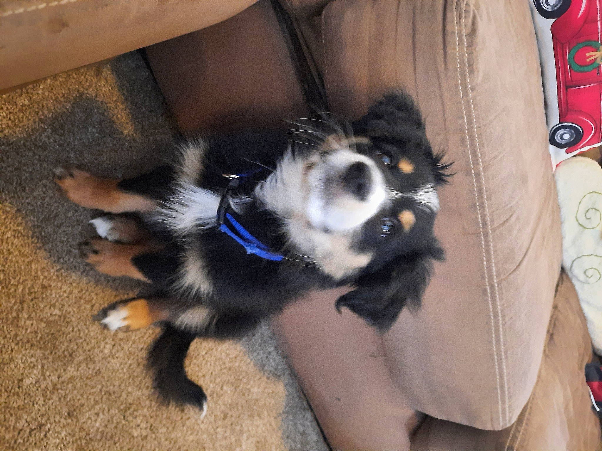 Charli is registered to the contest to win money with this photo: border_collie, canidae, carmine, carnivore, companion_dog, dog, dog_breed, dog_supply, fur, herding_dog, non_sporting_group, puppy, sporting_group, tail, toy_dog, working_animal, working_dog