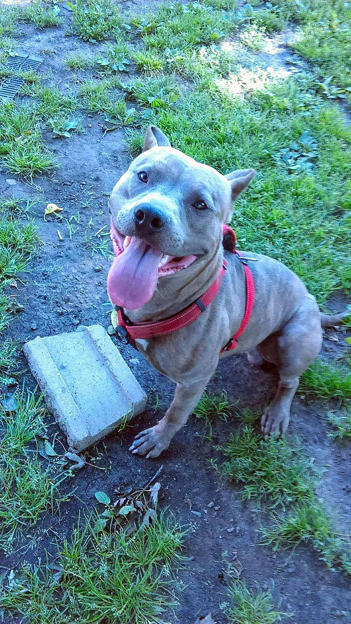 Boy joined the competition — help win amazing prizes! canidae, carnivore, collar, companion_dog, dog, dog_breed, dog_collar, dog_supply, electric_blue, fawn, grass, groundcover, pet_supply, plant, sculpture, snout, sporting_group, tail, whiskers, working_animal