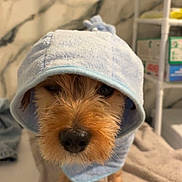 Rocky participe au concours pour gagner de l'argent avec cette photo : adorable, animal, bath_time, bathroom, close_up, cute, dog, face, fur, hooded_towel, indoors, marble_wall, paw, pet, pet_care, shelf, small_dog, soft_texture, towel, wet