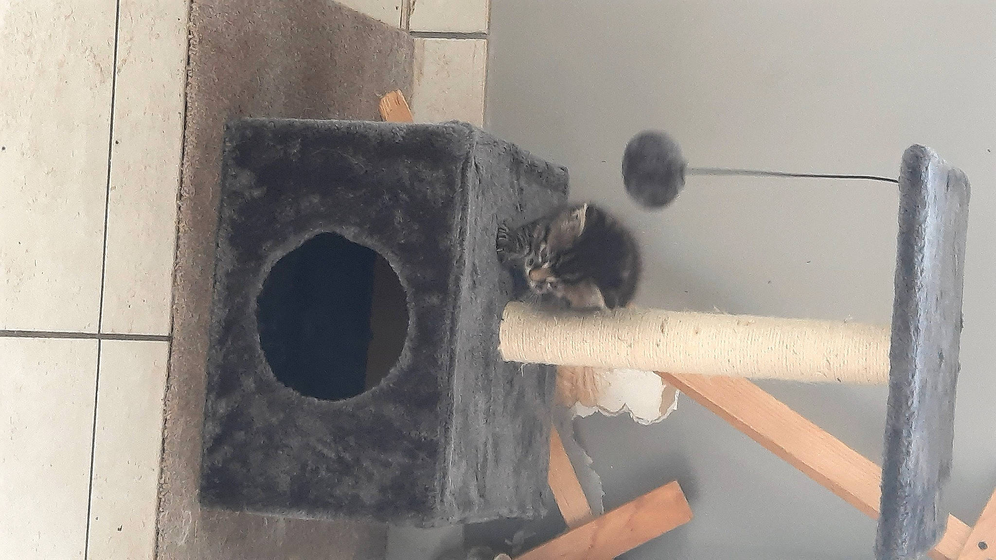 Grisou participe au concours pour gagner de l'argent avec cette photo : art, birdhouse, brick, cement, concrete, gas, grey, house, pet_supply, pipe, plaster, room, still_life_photography, tail, wood