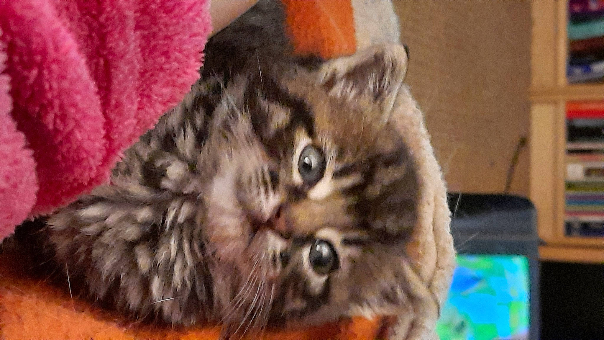 Grisou a rejoint le concours — aidez-le/la à gagner de superbes lots ! carnivore, cat, claw, domestic_short_haired_cat, ear, fawn, felidae, fur, paw, small_to_medium_sized_cats, snout, tail, terrestrial_animal, whiskers