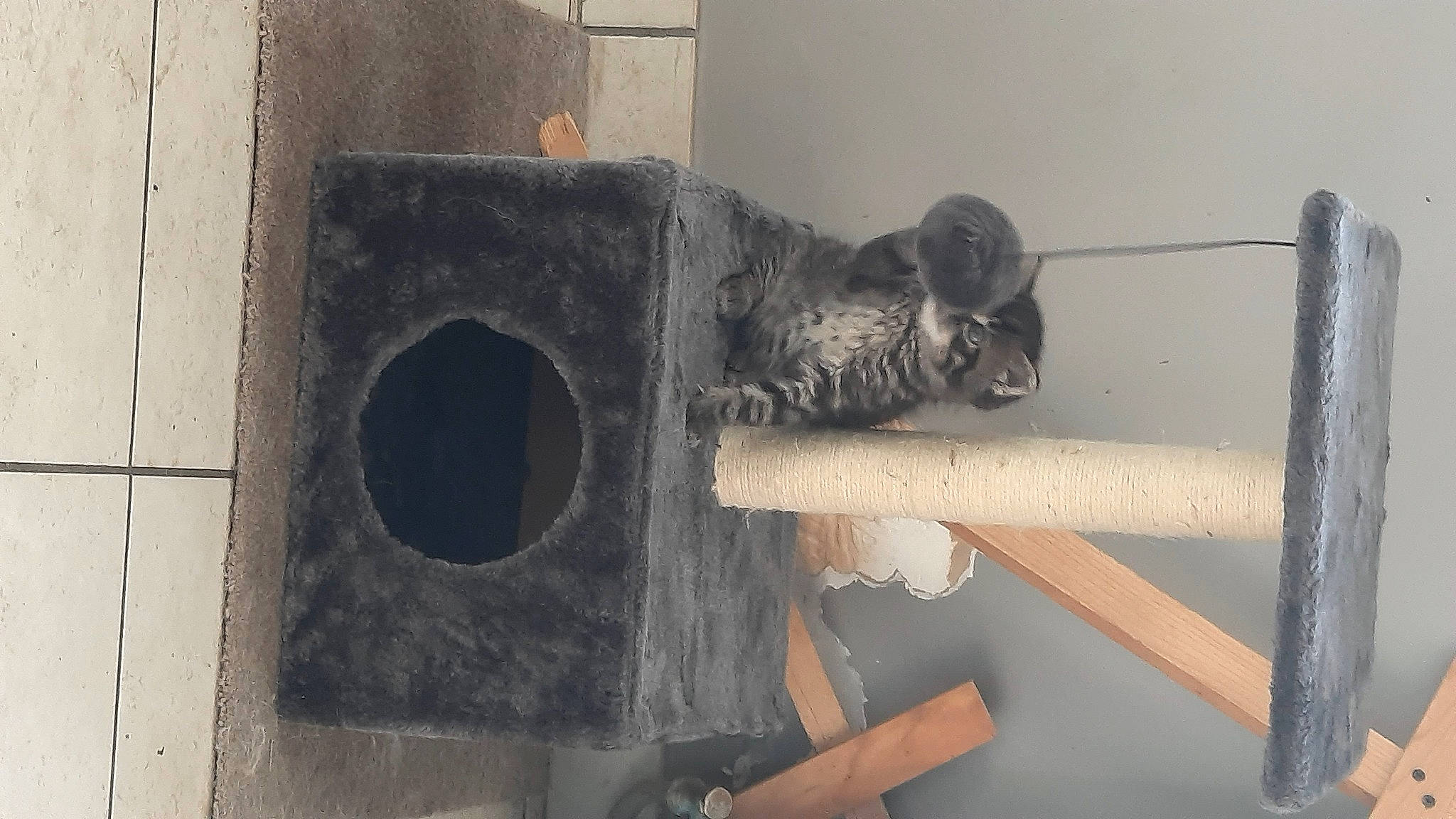 Grisou participe au concours pour gagner de l'argent avec cette photo : art, birdhouse, cat, concrete, domestic_short_haired_cat, felidae, fur, gas, grey, house, metal, pet_supply, plaster, room, small_to_medium_sized_cats, stairs, tail, visual_arts, whiskers, wood