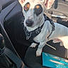 dog, canine, pet, white_dog, brown_markings, pointy_ears, large_ears, short_hair, harness, sitting, car, passenger_seat, vehicle_interior, dashboard, steering_area, sunlight, outdoor_background, road, portrait, alert