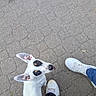 dog, pet, white_dog, spotted_dog, standing, looking_up, outdoor, pavement, street, park, person, legs, shoes, sneakers, black_pants, ears, brown_eyes, animal_portrait, candid, playful