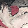 dog, sleeping, lying_down, belly_up, paws, white_dog, pet, indoor, bed, blanket, red_blanket, gray_blanket, relaxed, resting, flash_photography, closeup, animal, home, cute, funny_pose