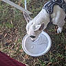 dog, white_dog, small_dog, harness, water_bowl, outdoor, grass, ground, leaves, folding_chair, human_legs, shoes, standing, drinking, pet, animal, white_fur, black_markings, vertical_photo, daylight
