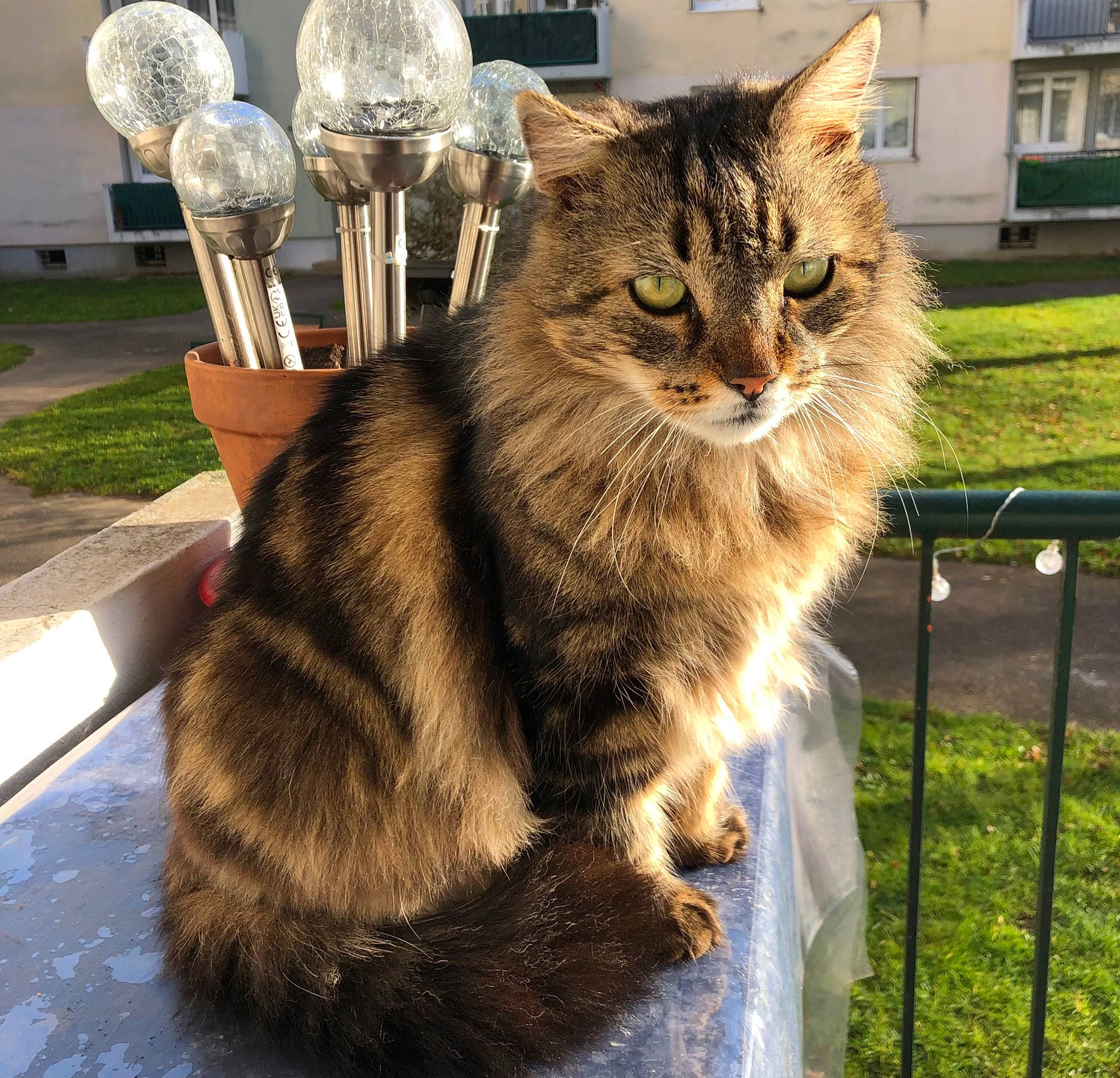 Pépère participe au concours pour gagner de l'argent avec cette photo : carnivore, cat, claw, domestic_short_haired_cat, fawn, felidae, fence, fur, grass, maine_coon, paw, plant, siberian, sitting, small_to_medium_sized_cats, snout, tail, terrestrial_animal, whiskers, window