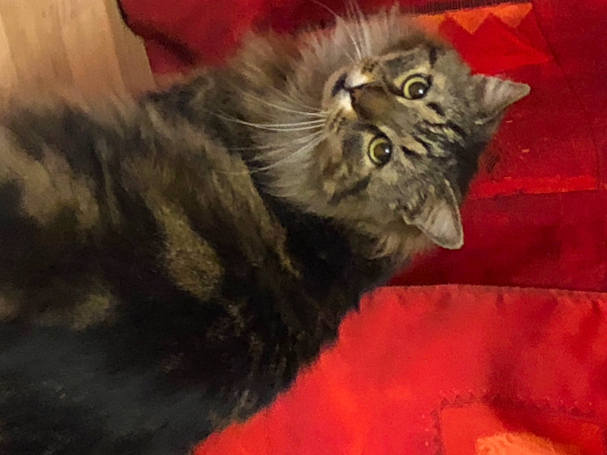 Pépère a rejoint le concours — aidez-le/la à gagner de superbes lots ! black_cat, british_longhair, carnivore, cat, claw, comfort, domestic_short_haired_cat, felidae, fur, paw, small_to_medium_sized_cats, snout, tail, terrestrial_animal, whiskers