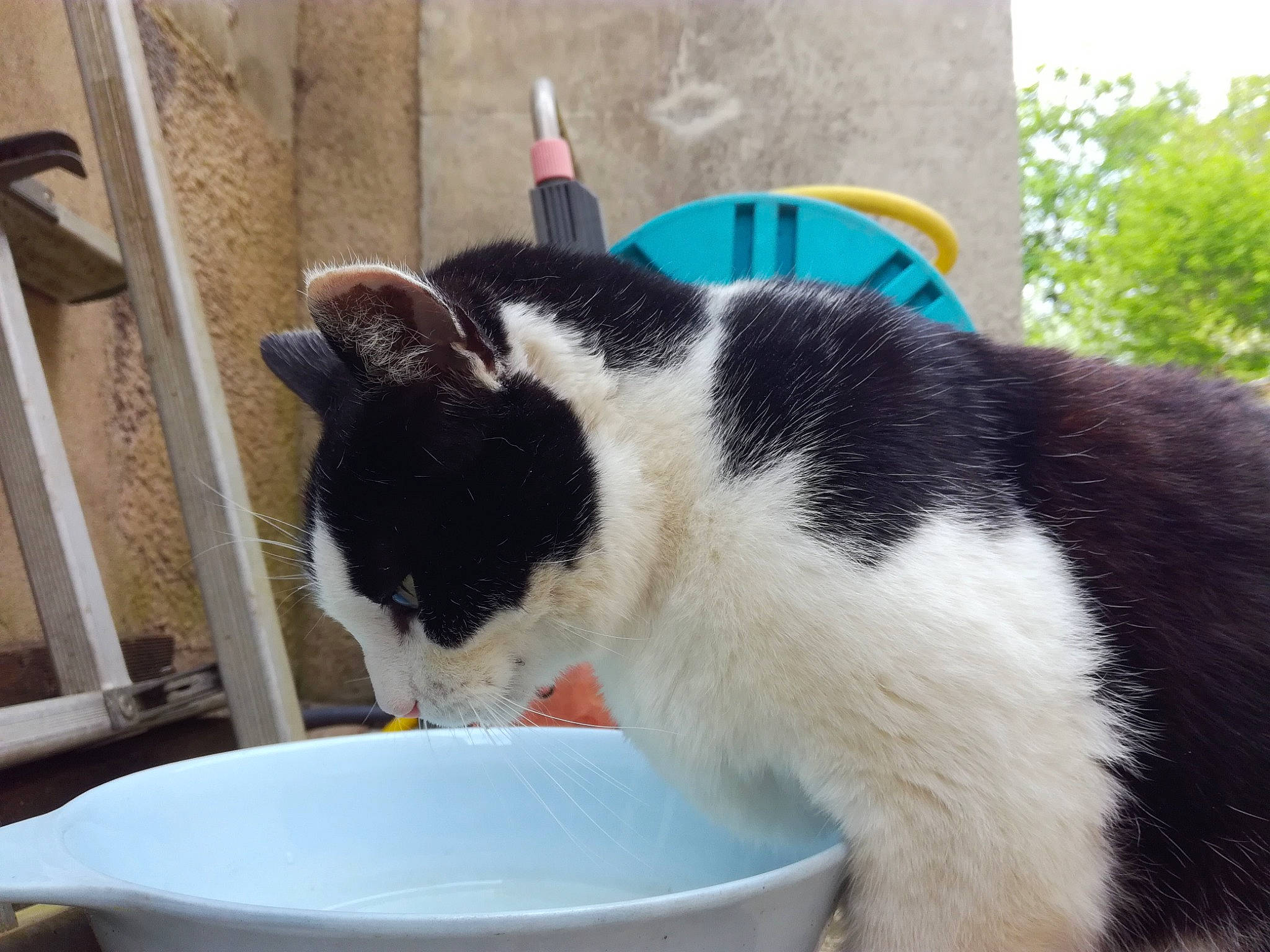 Canaille a rejoint le concours — aidez-le/la à gagner de superbes lots ! bowl, carnivore, cat, cat_supply, cup, dishware, domestic_short_haired_cat, felidae, fur, grass, mixing_bowl, paw, pet_food, pet_supply, porcelain, serveware, small_to_medium_sized_cats, tableware, tail, whiskers