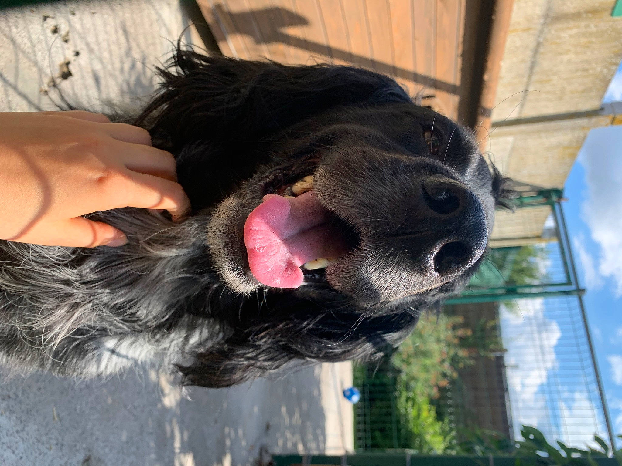 Luffy participe au concours pour gagner de l'argent avec cette photo : canidae, carnivore, cloud, collar, companion_dog, dog, dog_breed, dog_collar, dog_supply, fur, leash, liver, mammal, pet_supply, sky, snout, sporting_group, vertebrate, water_dog, working_animal