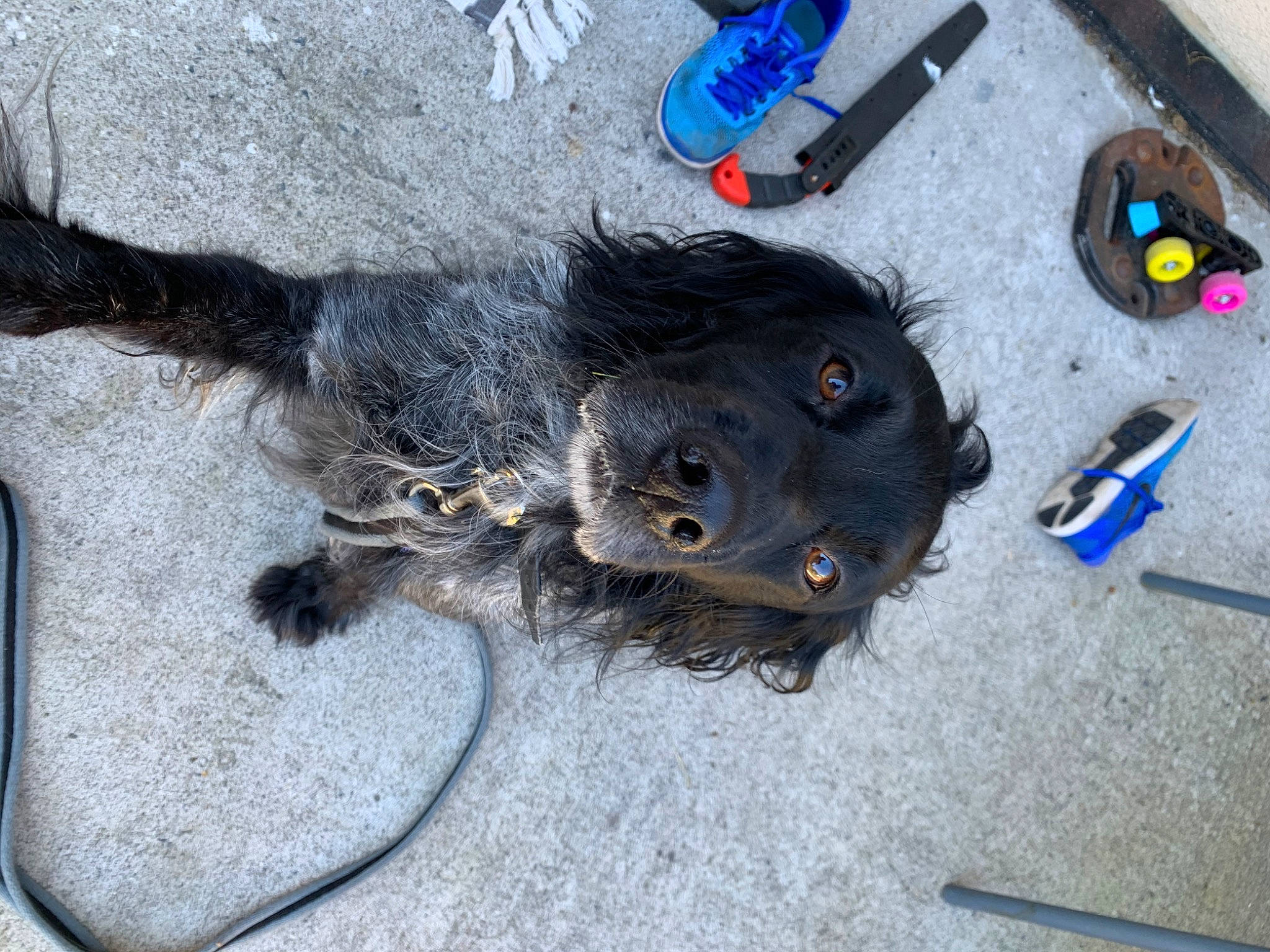 Luffy participe au concours pour gagner de l'argent avec cette photo : canidae, carnivore, claw, collar, dog, dog_breed, electric_blue, feather, felidae, foot, fur, leash, paw, plastic, sporting_group, tail, whiskers, working_animal