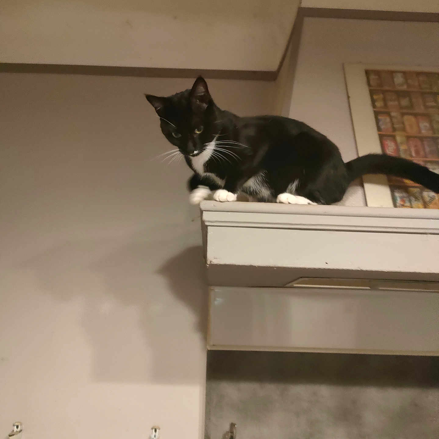 Gouidy a rejoint le concours — aidez-le/la à gagner de superbes lots ! alert, animal, appliance, black_and_white, cabinet, cat, countertop, curious, domestic, feline, household, indoor, kitchen, perched, pet, quiet, shadow, tail, wall, whiskers
