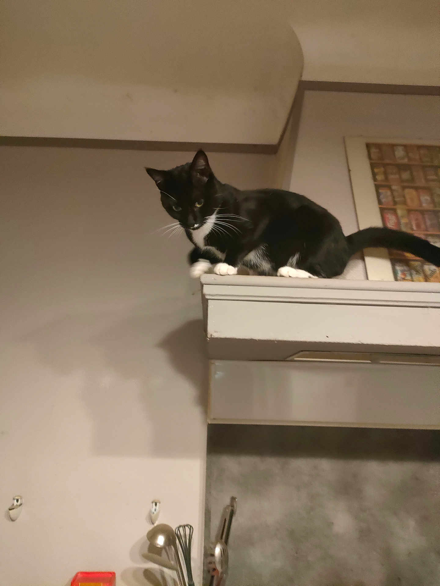Gouidy a rejoint le concours — aidez-le/la à gagner de superbes lots ! cat, black_and_white, kitchen, perched, cabinet, shadow, curious, indoor, pet, whiskers, tail, animal, feline, household, wall, countertop, domestic, appliance, quiet, alert
