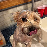 Little Bit is registered to the contest to win money with this photo: dog, wet, bath, sink, bubbles, tongue, playful, mischievous, indoor, countertop, red_cups, ears, fur, pet, animal, closeup, tongue_out, kitchen, cleaning, bath_time