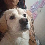 Nini Bunz is registered to the contest to win money with this photo: animal, closeup, cute, dog, earring, expression, face, fan, fur, human, indoor, nose, person, pet, portrait, selfie, smile, tattoo, wall, white_dog