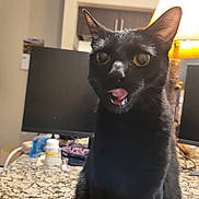 Olive is registered to the contest to win money with this photo: black_cat, cat, tongue_out, indoor, lamp, countertop, kitchen, window, computer_monitor, household_items, domestic, pet, curious, feline, closeup, warm_lighting, cabinet, tablet, electronics, quirky