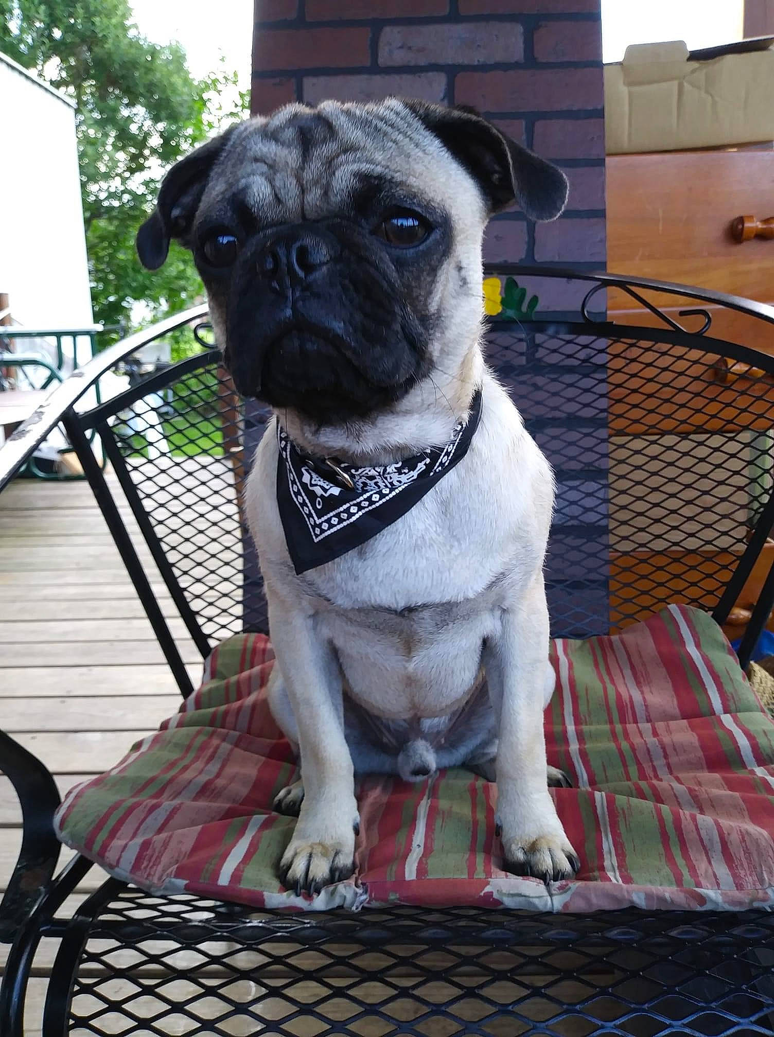 Gizmo is registered to the contest to win money with this photo: carnivore, chair, collar, companion_dog, dog, dog_breed, dog_collar, fawn, grass, grey, outdoor_furniture, pet_supply, plant, pug, snout, toy_dog, tree, whiskers, working_animal, wrinkle