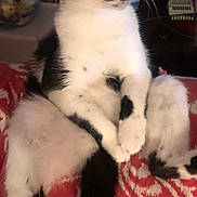Harlen joined the competition — help win amazing prizes! cat, tuxedo_cat, black_and_white, pet, animal, sitting, crossed_paws, yellow_eyes, whiskers, short_hair, indoors, blanket, red_blanket, patterned_fabric, portrait, close_up, alert, cute, relaxed, home