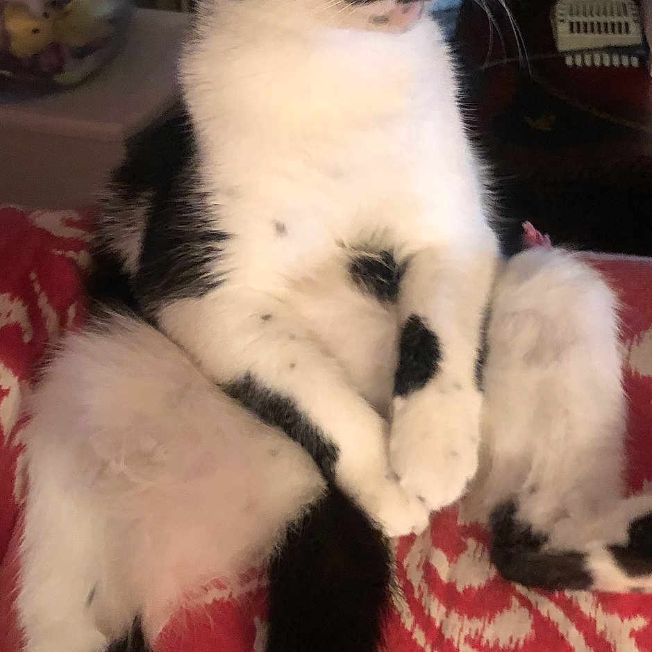 Harlen joined the competition — help win amazing prizes! cat, tuxedo_cat, black_and_white, pet, animal, sitting, crossed_paws, yellow_eyes, whiskers, short_hair, indoors, blanket, red_blanket, patterned_fabric, portrait, close_up, alert, cute, relaxed, home