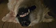 Ruben participe au concours pour gagner de l'argent avec cette photo : dog, canine, pet, teeth, nose, fur, animal, lying_down, wooden_floor, closeup, upside_down, mouth, smile, whiskers, indoor, sleeping, relaxed, light_shadow, cute, muzzle