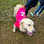 Ruben a rejoint le concours — aidez-le/la à gagner de superbes lots ! dog, golden_retriever, pink_jacket, child_hand, grass, outdoor, panting, tongue_out, people, shoes, casual_clothing, muddy_ground, number_two, pet, animal, daylight, playful, happy, canine, leash