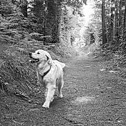 Ruben participe au concours pour gagner de l'argent avec cette photo : dog, golden_retriever, forest, path, trees, foliage, outdoor, nature, walking, canine, pet, animal, happy, adventure, trail, black_and_white, leaves, sunlight, daytime, smiling