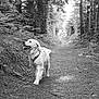 dog, golden_retriever, forest, path, trees, foliage, outdoor, nature, walking, canine, pet, animal, happy, adventure, trail, black_and_white, leaves, sunlight, daytime, smiling