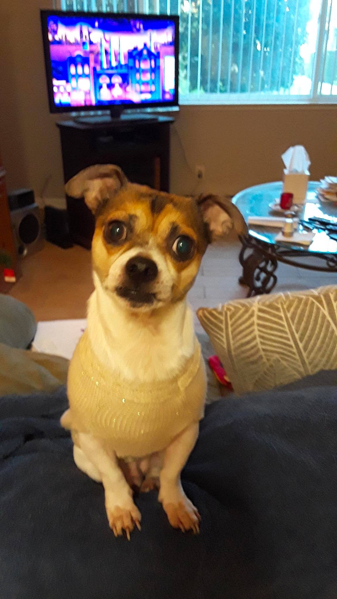 Halfpint joined the competition — help win amazing prizes! cable_television, canidae, carnivore, chair, chihuahua, collar, companion_dog, dog, dog_breed, dog_supply, fawn, home_appliance, snout, sporting_group, table, tableware, television, toy_dog, whiskers, working_animal