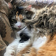 Rosie joined the competition — help win amazing prizes! animal, calico, cat, close_up, couch, cozy, cute, fabric, feline, fluffy, fur, indoor, natural_light, patterned, paw, pet, relaxed, resting, sleepy, whiskers