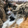 animal, calico, cat, close_up, couch, cozy, cute, fabric, feline, fluffy, fur, indoor, natural_light, patterned, paw, pet, relaxed, resting, sleepy, whiskers