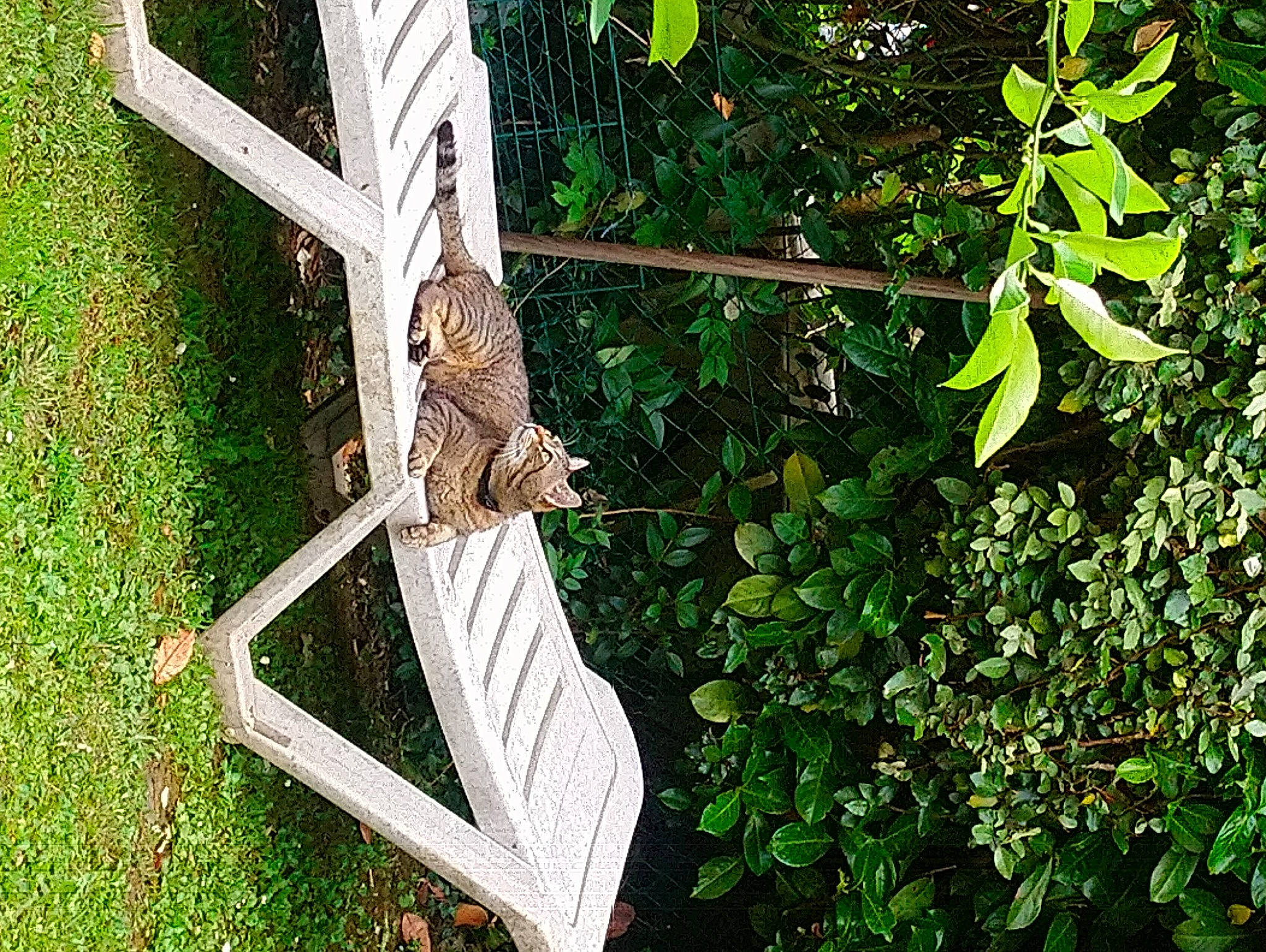 Cäline a rejoint le concours — aidez-le/la à gagner de superbes lots ! arthropod, automotive_wheel_system, chair, cross, garden, grass, herb, insect, metal, moths_and_butterflies, natural_material, outdoor_furniture, plant, plant_stem, shrub, symbol, terrestrial_plant, twig, wood, yard