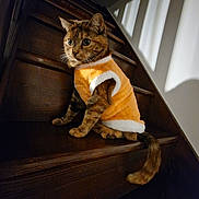 Melba participe au concours pour gagner de l'argent avec cette photo : cat, tabby_cat, pet_clothing, orange_vest, wooden_stairs, indoor, shadow, light, curious, feline, animal, domestic_cat, fur, whiskers, tail, sitting, stairs, cozy, warm_light, house