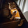 cat, tabby_cat, pet_clothing, orange_vest, wooden_stairs, indoor, shadow, light, curious, feline, animal, domestic_cat, fur, whiskers, tail, sitting, stairs, cozy, warm_light, house