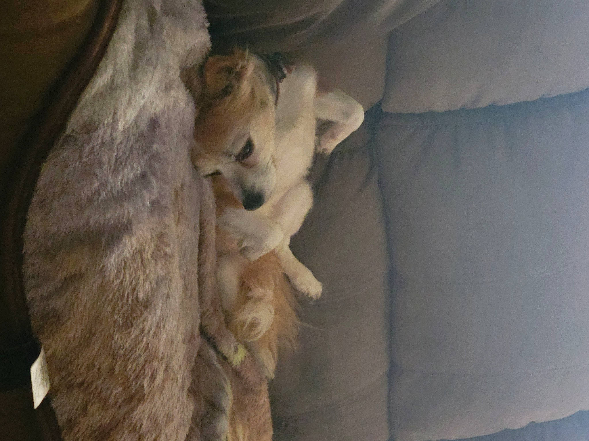 Gunner joined the competition — help win amazing prizes! canidae, carnivore, comfort, companion_dog, dog, dog_breed, fawn, felidae, fur, grey, human_leg, linens, paw, small_to_medium_sized_cats, snout, sporting_group, tail, tints_and_shades, whiskers, wood