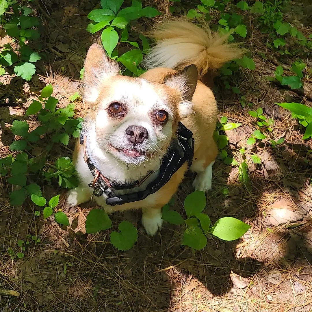 Gunner joined the competition — help win amazing prizes! canidae, carnivore, chihuahua, companion_dog, corgi_chihuahua, dog, dog_breed, dog_clothes, dog_supply, fawn, fur, grass, plant, snout, soil, sporting_group, terrestrial_animal, toy_dog, whiskers, working_animal