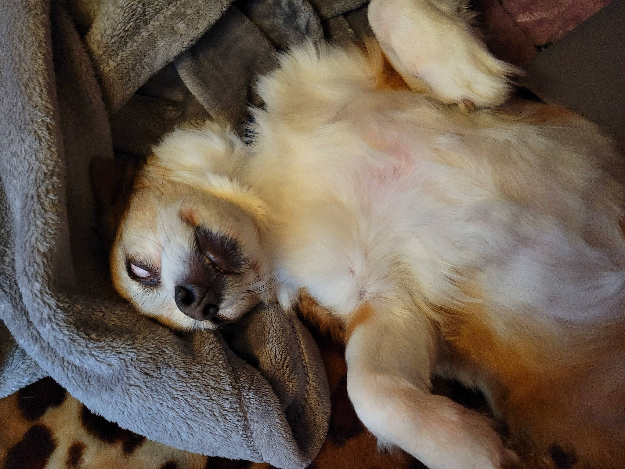 Gunner is registered to the contest to win money with this photo: canidae, carnivore, cat, claw, comfort, companion_dog, dog_breed, fawn, felidae, fur, liver, nap, paw, small_to_medium_sized_cats, snout, sporting_group, tail, terrestrial_animal, whiskers, wildlife