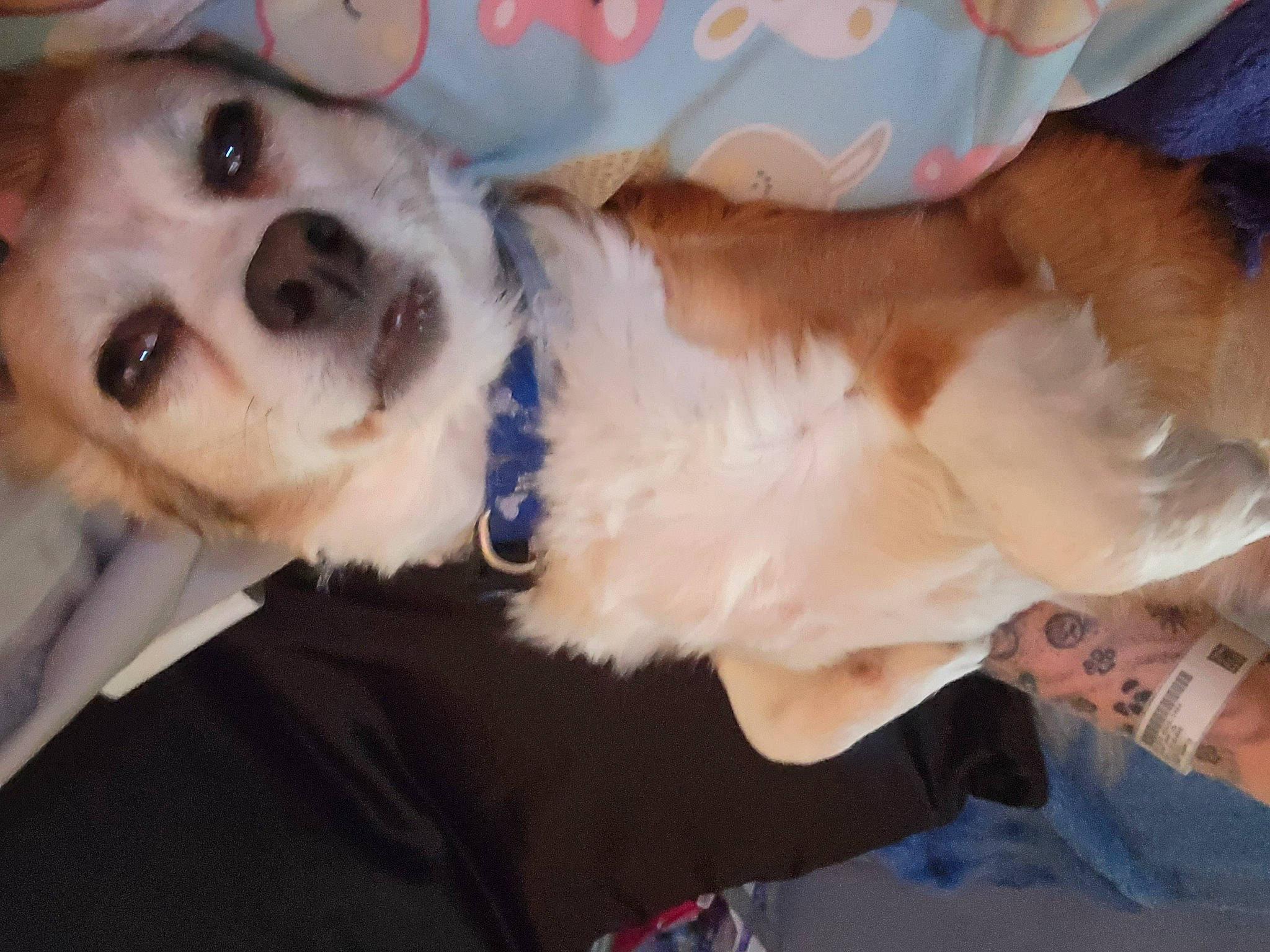 Gunner is registered to the contest to win money with this photo: canidae, carnivore, collar, companion_dog, dog, dog_breed, dog_clothes, dog_collar, dog_supply, ear, eyewear, fawn, fur, puppy_love, selfie, snout, sporting_group, toy_dog, whiskers, working_animal