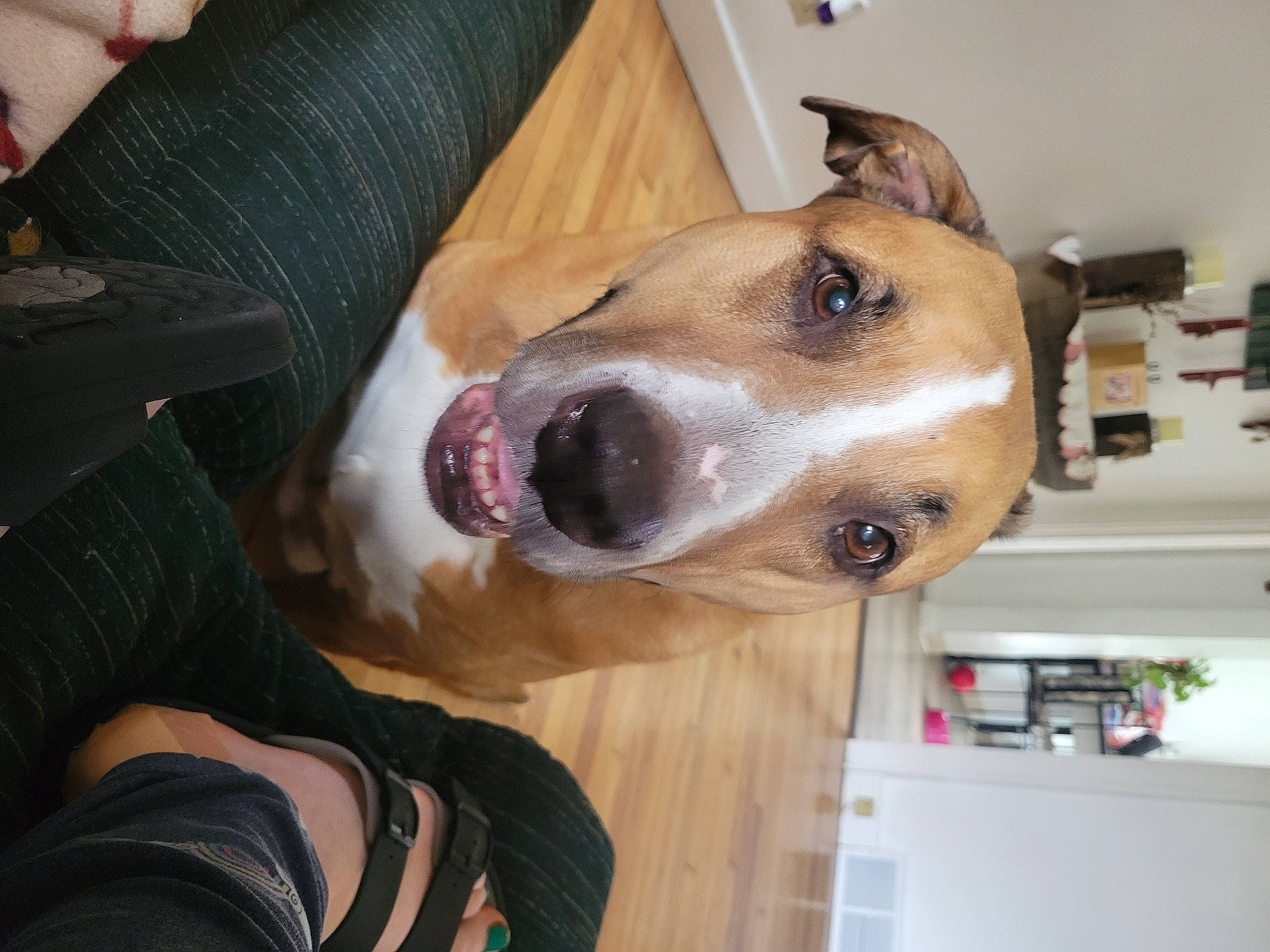 Gabby is registered to the contest to win money with this photo: canidae, carnivore, collar, comfort, companion_dog, dog, dog_breed, dog_collar, dog_supply, ear, eye, fawn, fur, jaw, personal_protective_equipment, pet_supply, snout, sporting_group, whiskers, working_animal