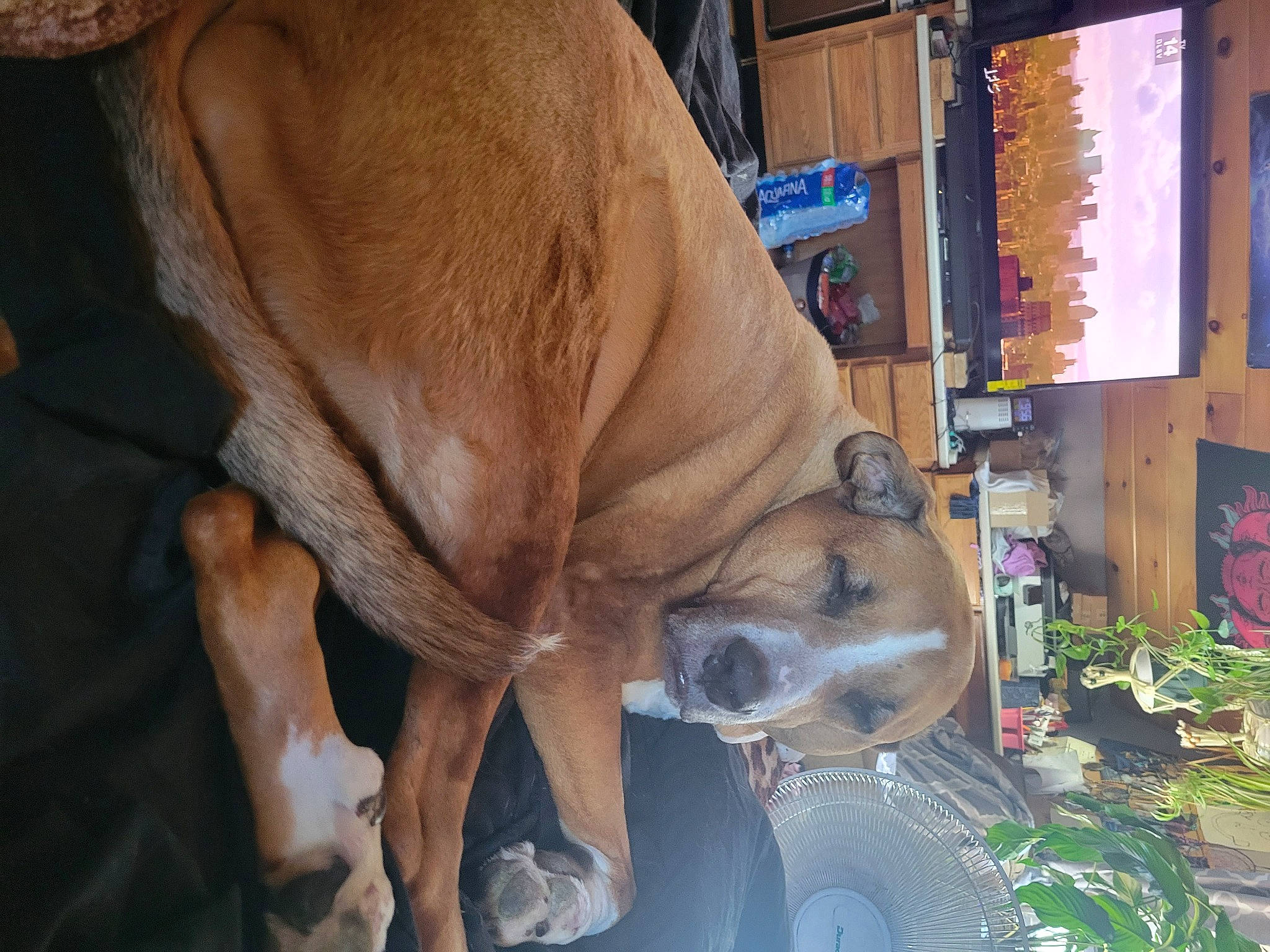 Gabby joined the competition — help win amazing prizes! ancient_dog_breeds, bovine, carnivore, collar, companion_dog, dairy_cow, dog, dog_breed, fawn, guard_dog, human_leg, livestock, molosser, olde_english_bulldogge, plant, snout, whiskers, working_animal, working_dog, wrinkle