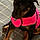 Rottie