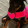 animal, black_dog, blanket, canine, checkered_pattern, companion, curious, cute, dog, domestic, ears, fur, indoor, paw, pet, pink_harness, puppy, sitting, tan_paws, young_dog