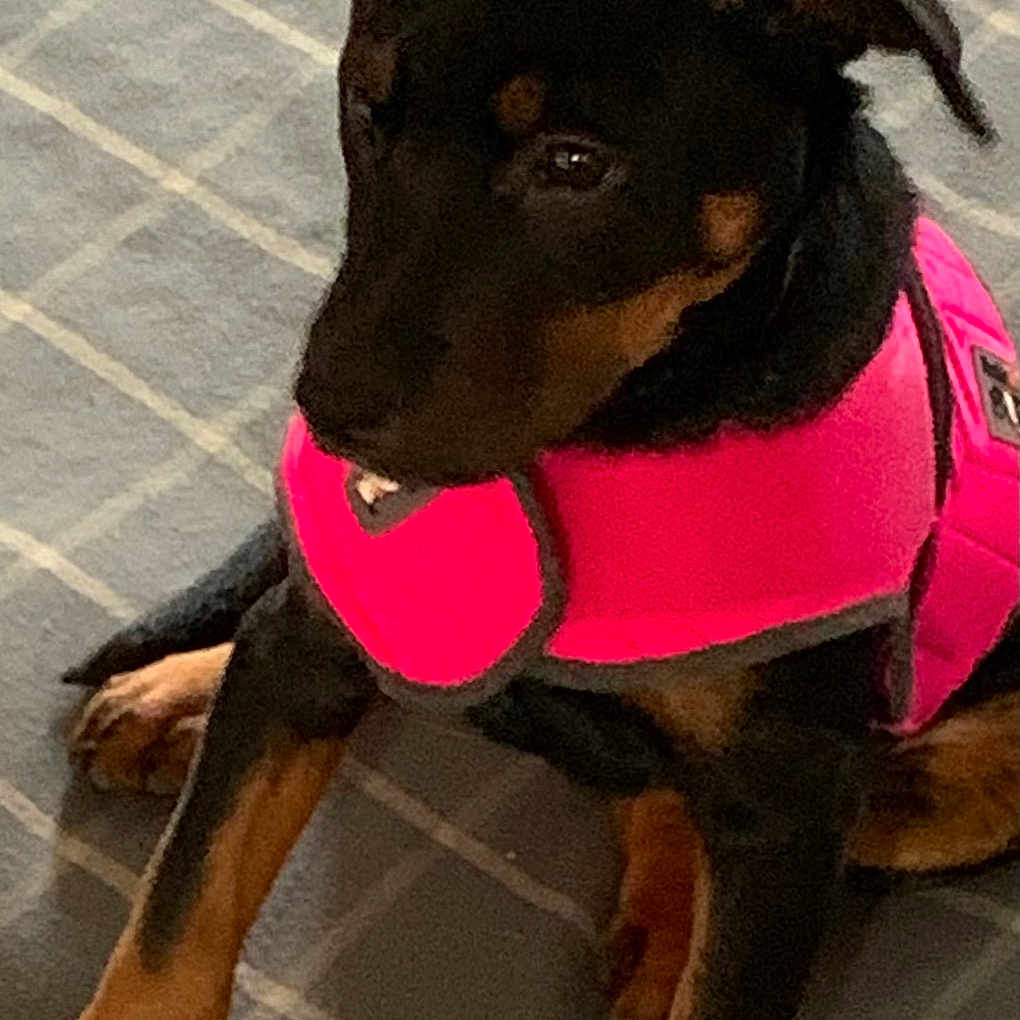 Rottie joined the competition — help win amazing prizes! animal, black_dog, blanket, canine, checkered_pattern, companion, curious, cute, dog, domestic, ears, fur, indoor, paw, pet, pink_harness, puppy, sitting, tan_paws, young_dog