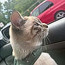 Loki Leo The Lion is registered to the contest to win money with this photo: cat, feline, pet, animal, close_up, profile, whiskers, ears, fur, harness, collar, car, vehicle, car_interior, passenger, window, outdoor, red_car, daylight, portrait