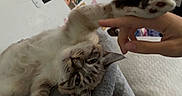 Loki Leo The Lion is registered to the contest to win money with this photo: cat, kitten, animal, pet, fluffy, fur, white_fur, tabby, blue_eyes, upside_down, lying_down, paw, human_hand, playful, cute, indoors, bed, blanket, portrait, funny