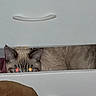 Loki Leo The Lion joined the competition — help win amazing prizes! cat, tabby_cat, pet, animal, peeking, drawer, furniture, indoors, home, portrait, eyes, glowing_eyes, ears, whiskers, striped_fur, brown_fur, gray_fur, curious, hidden, funny