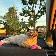 Loki Leo The Lion is registered to the contest to win money with this photo: cat, kitten, animal, pet, furry, fluffy, pink_paws, dashboard, car, vehicle, portrait, outdoor, sunset, golden_hour, urban, street, trees, power_lines, storefronts, looking_at_camera